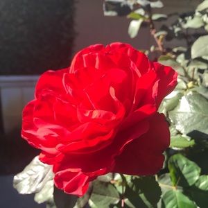Meet your Posher, Dorothy
